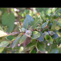 Buis - Buxus sempervirens (fam Buxacees) (Europe, Afr. du nord) (3)